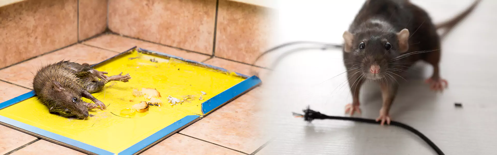 Rat Problem in House