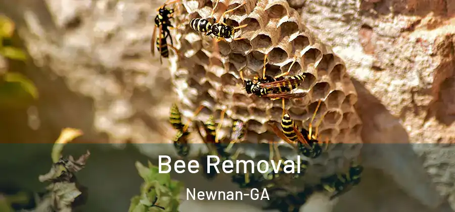 Bee Removal Newnan-GA