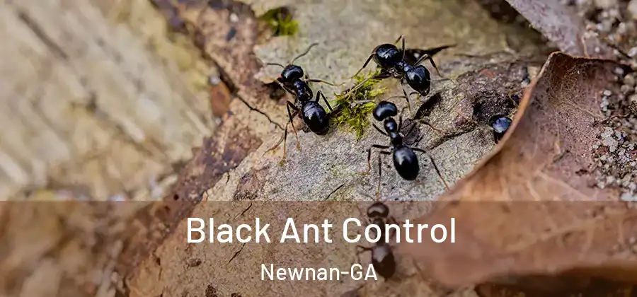 Black Ant Control Newnan-GA