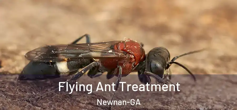  Flying Ant Treatment Newnan-GA