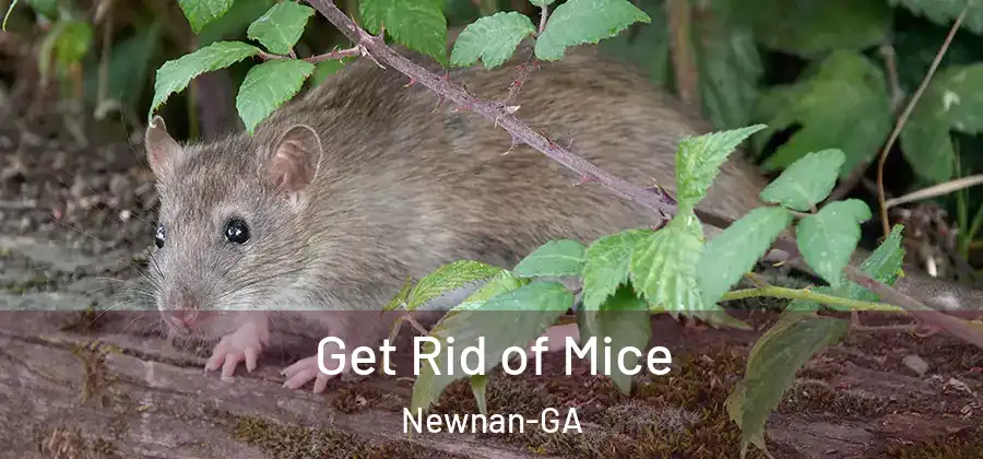 Get Rid of Mice Newnan-GA