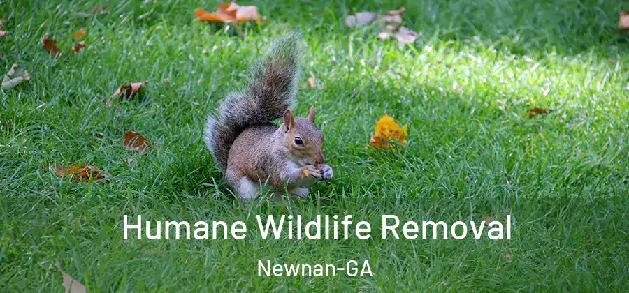 Humane Wildlife Removal Newnan-GA