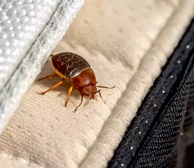 Trusted Bed Bug Prevention Specialists in Newnan, GA