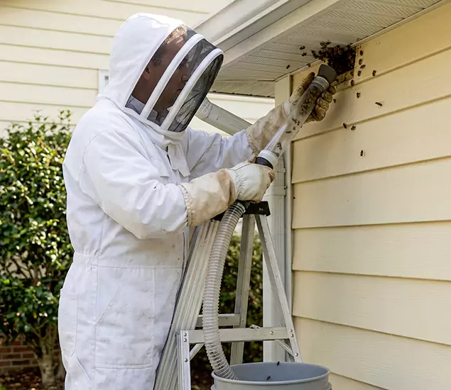 Your Affordable Bee Removal Company in Newnan, GA
