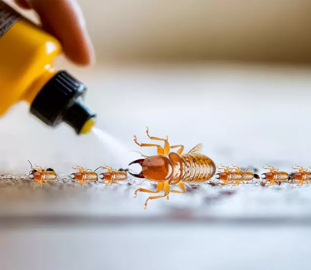 Reliable Bora Care Termite Experts in Newnan, GA