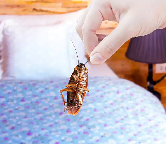 Expert Roach Control Services: Your Cockroach Pest Control in Newnan, GA