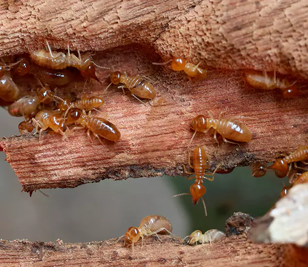 About Our Drywood Termite Treatment Experts in Newnan, GA