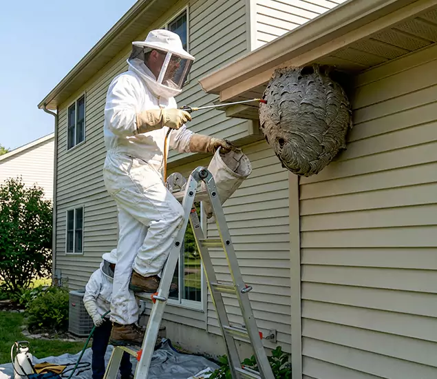 Expert Wasp Nest Removal: Your Local Wasp Nest Removal Company in Newnan, GA