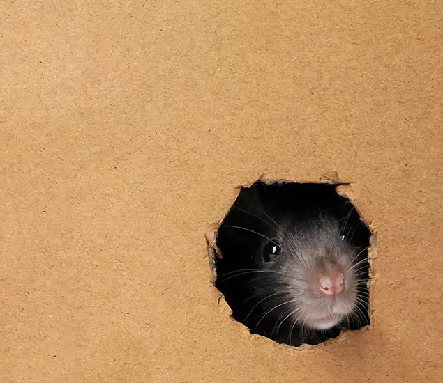 Rats in Attic Removal Experts in Newnan, GA