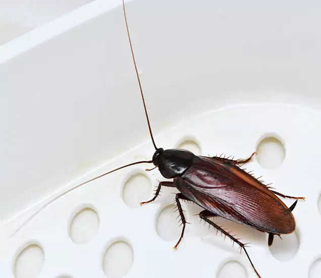 Trusted Cockroach Exterminator: Your Roach Control Services in Newnan, GA