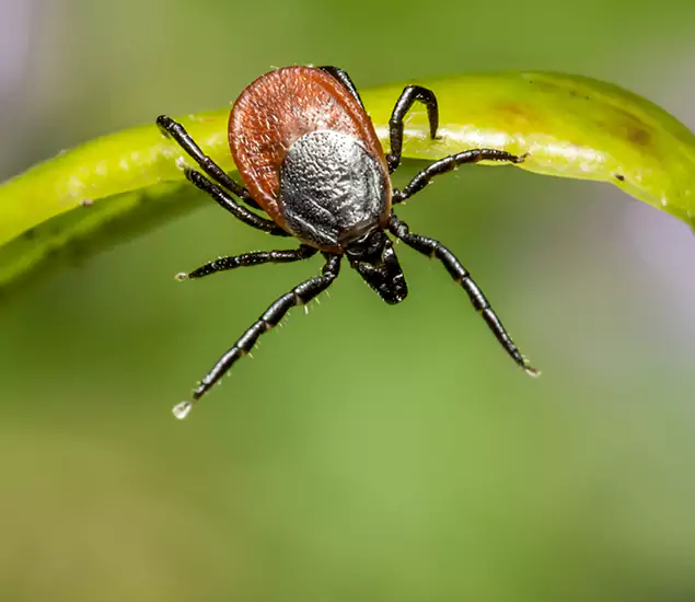 Your Trusted Tick Pest Control in Newnan, GA