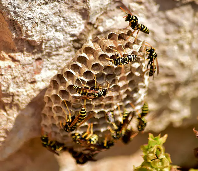 Your Best Wasp Removal Company in Newnan, GA