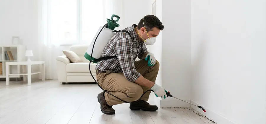 Seasonal Ant Infestation Control in Newnan
