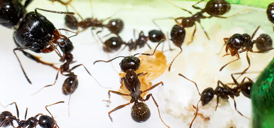 Argentine Ant Barrier Treatment in Newnan