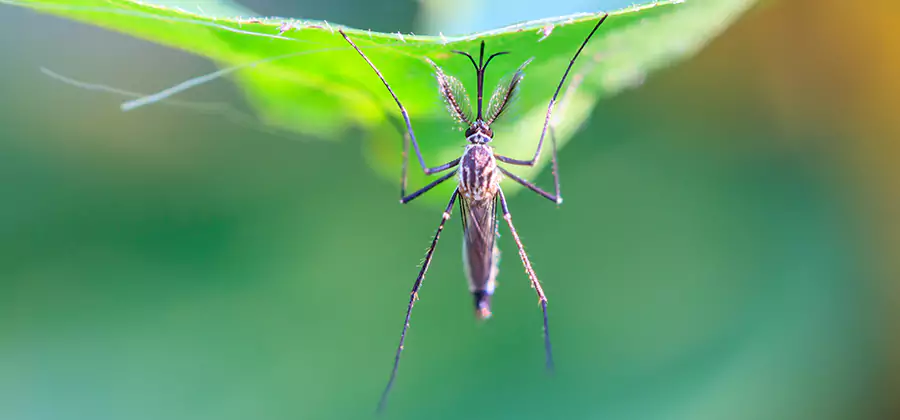 Natural Mosquito Spray for Yard in Newnan