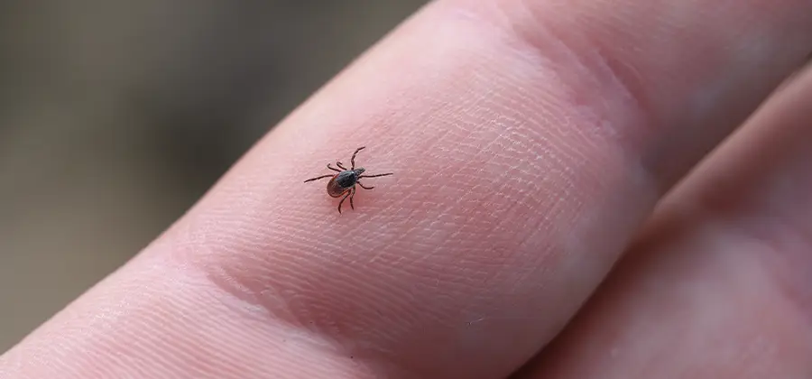 Infection Prevention for Bed Bug Bites in Newnan