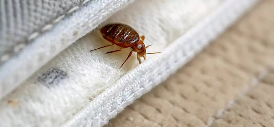 Tenting Bed Bug Fumigation in Newnan