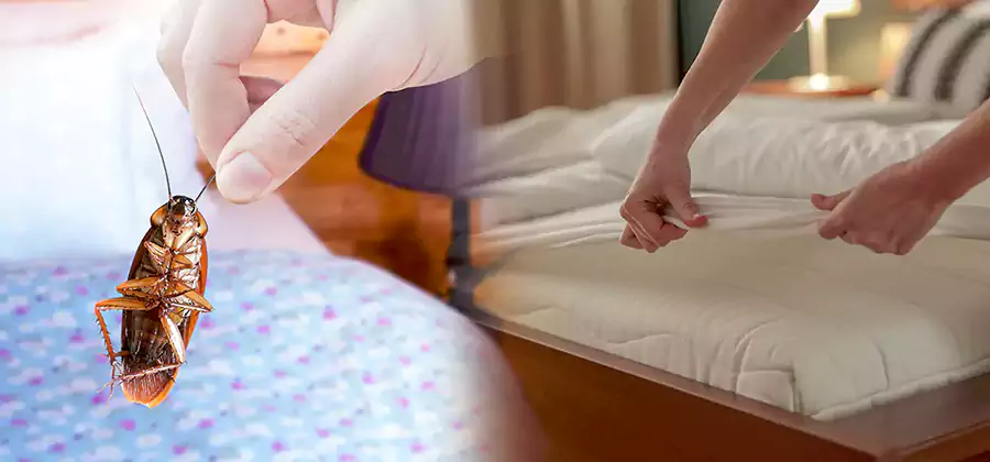 Bed Bug Home Extermination Service in Newnan