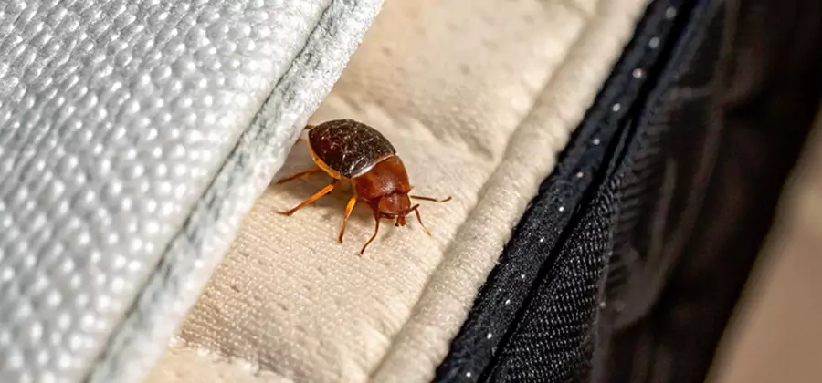 Commercial Bed Bug Control in Newnan