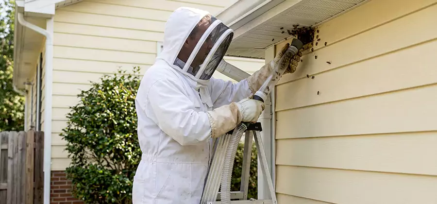 Ground Bee Removal in Newnan