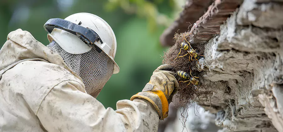 Bee and Wasp Hornet Removal in Newnan