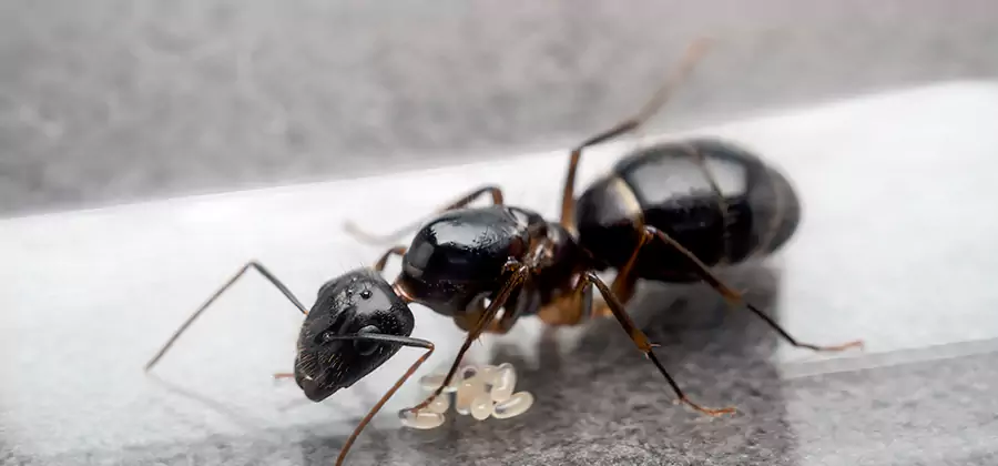 Black Ants in Kitchen Elimination in Newnan