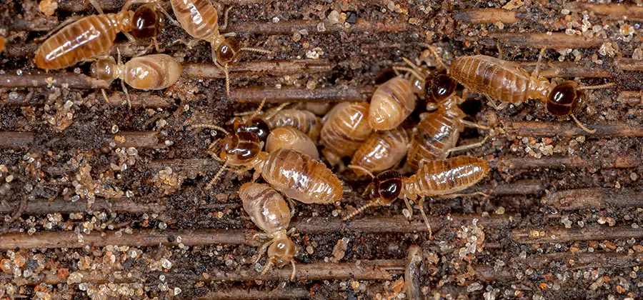 Bora Care Residential Termite Control in Newnan