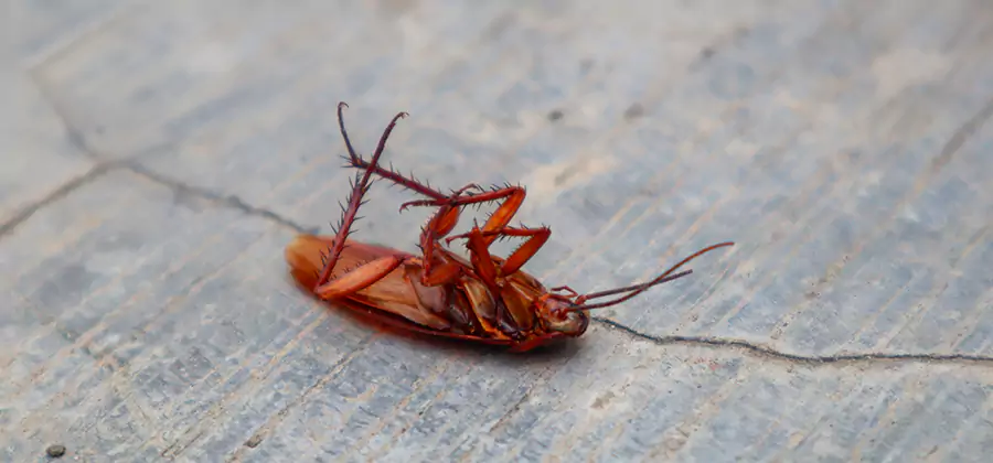 Cockroach Eradication for Commercial Properties in Newnan