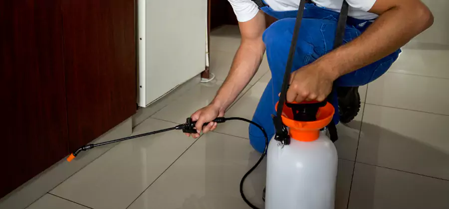 Palmetto Bug Exterminator in Newnan