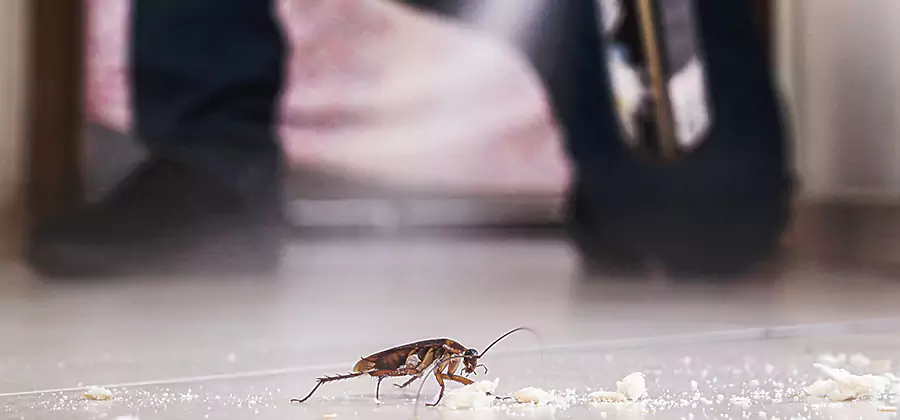 Roach House Treatment Newnan
