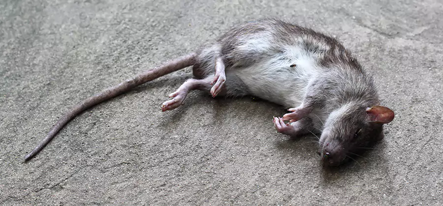 Dead Rat Disposal in Newnan