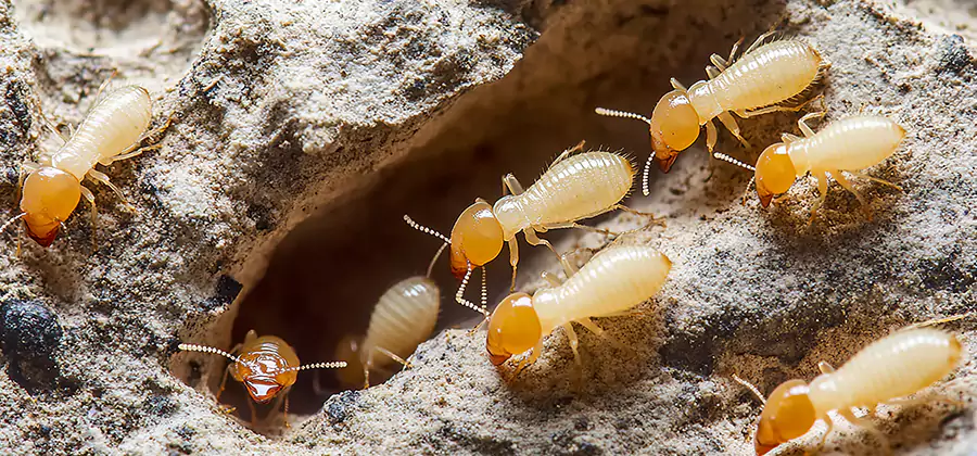 Termite Exterminator Services in Newnan