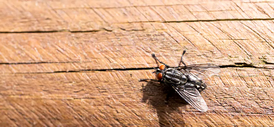 Flying Ant Barrier Treatment in Newnan