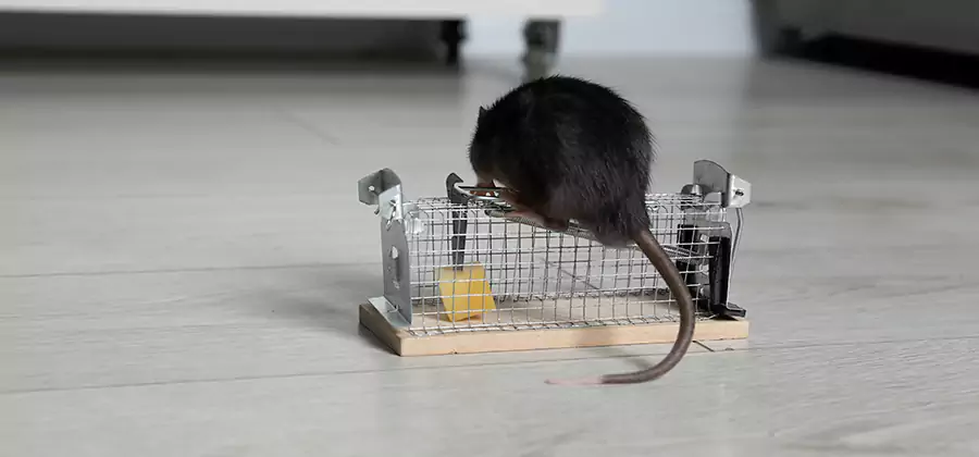 Mice in Attic Removal Newnan