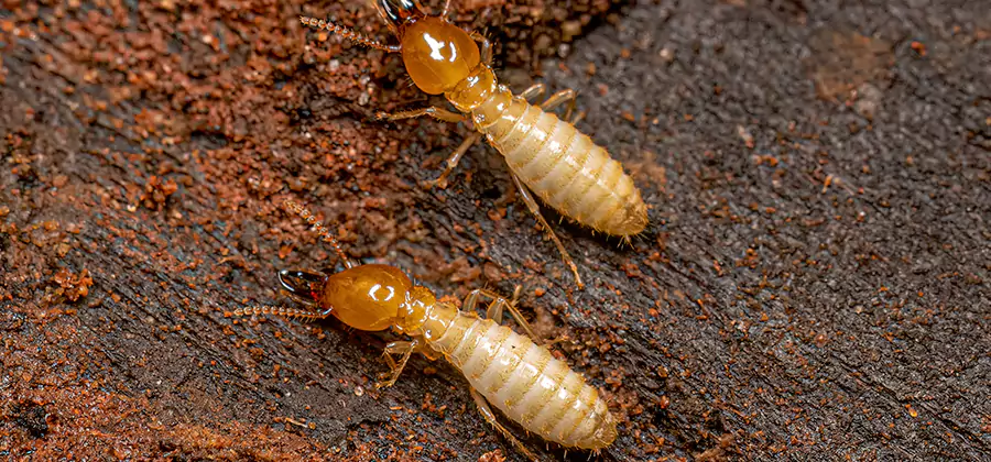 Structural Heat Termite Treatment in Newnan