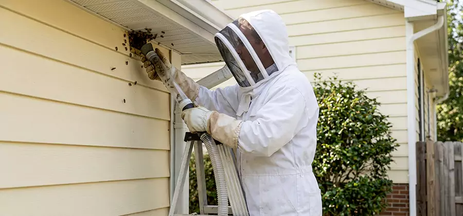 Wasp Nest in Wall Removal in Newnan