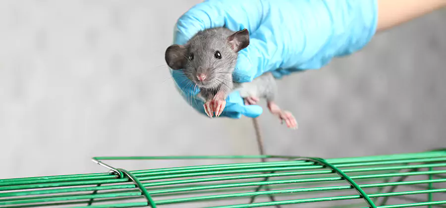 Humane Rat Trapping in Newnan