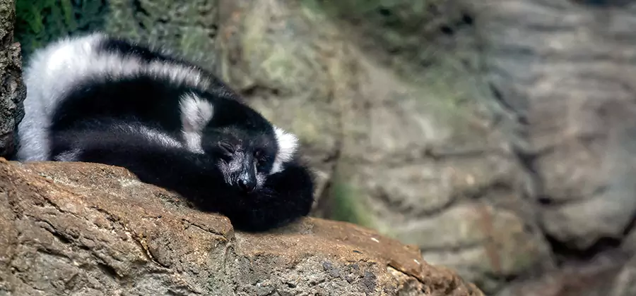 Humane Skunk Removal in Newnan