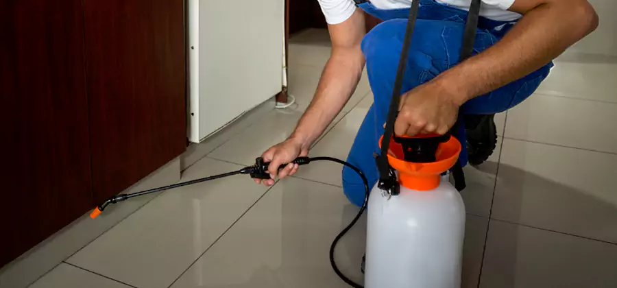 Indoor Insect Killer Solutions in Newnan