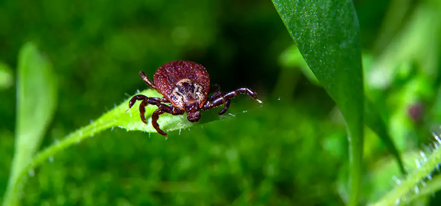 Tick Prevention for Yard in Newnan
