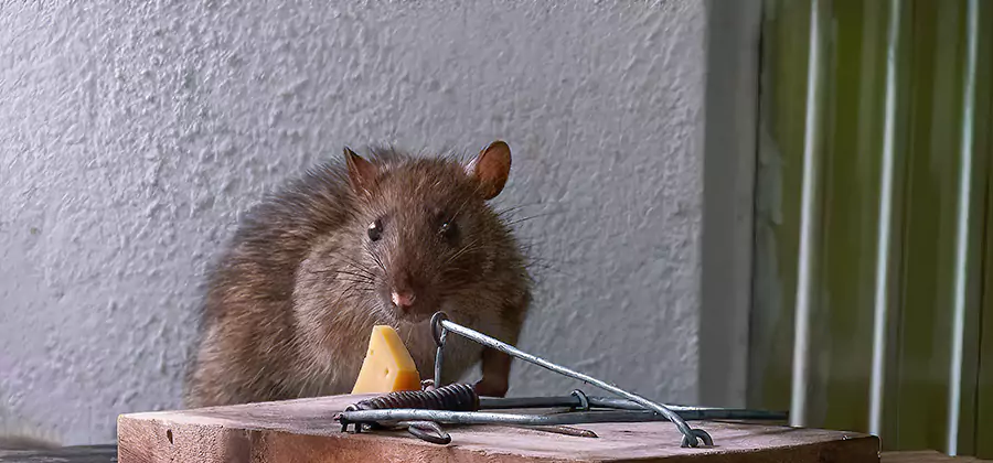 Humane Mouse Removal in Newnan