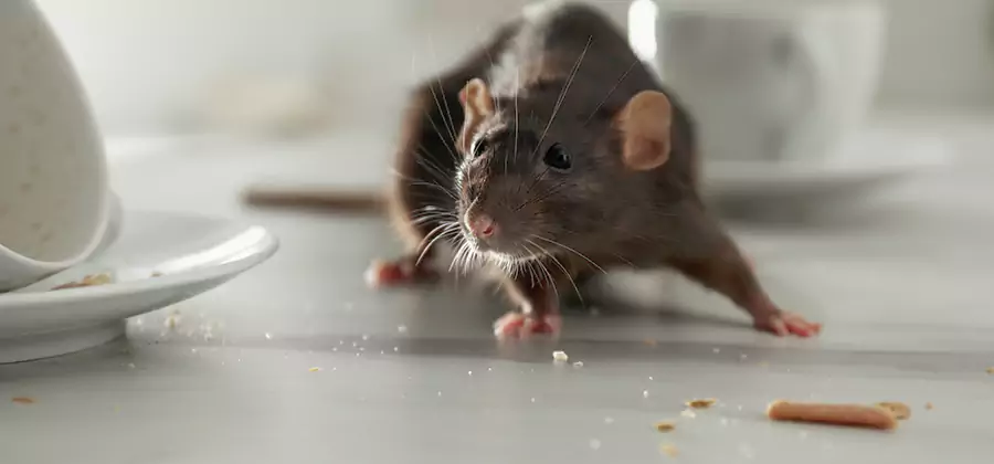 Rodent Feces Removal in Newnan