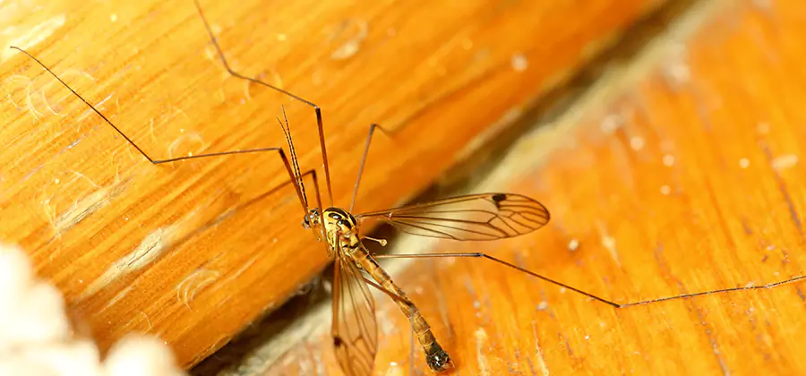 Exterior Mosquito Control in Newnan