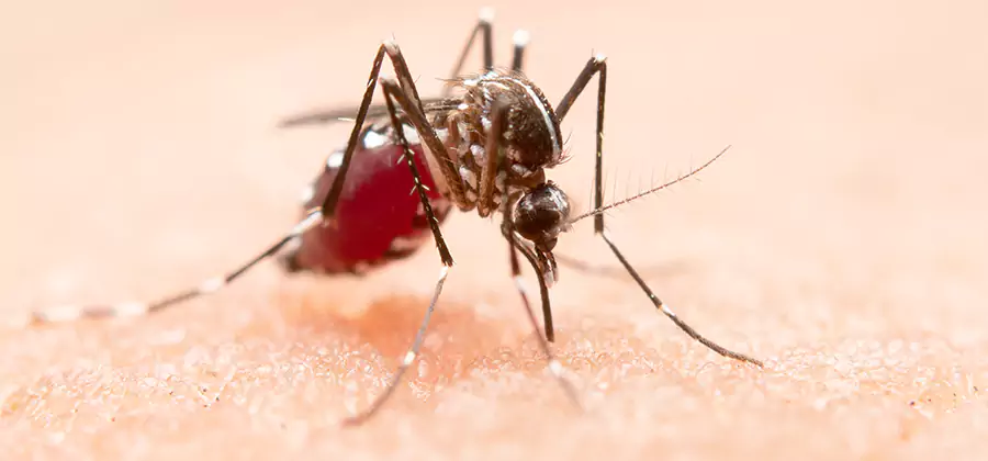 Indoor Mosquito Killer and Interior Control in Newnan