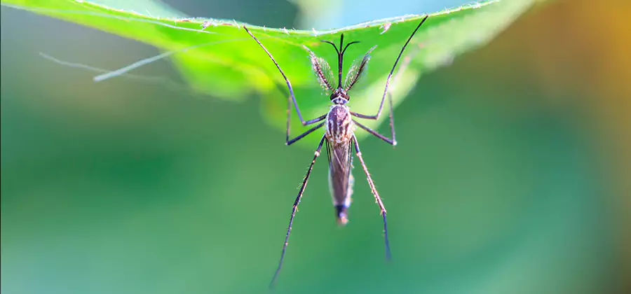 Home Defense Insect Killer in Newnan