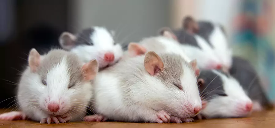 Newnan Pet Safe Mice Control