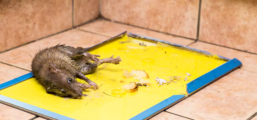 Mouse and Rat Control in Newnan