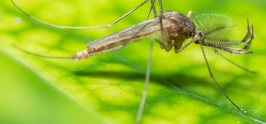 Herbal Mosquito Repellent Treatment in Newnan