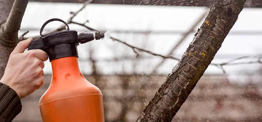 Orange Oil Structural Cavity Treatment in Newnan