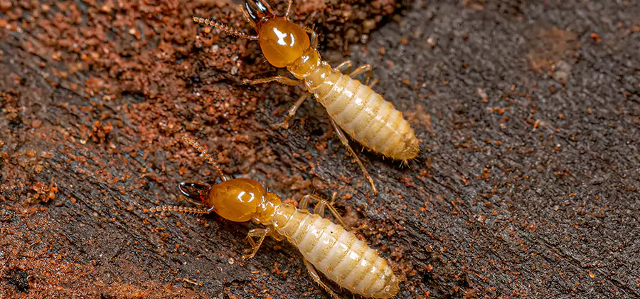 Natural Ant Hill Killer Treatment in Newnan